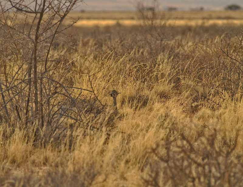 Hammerstein Lodge, Korhaan